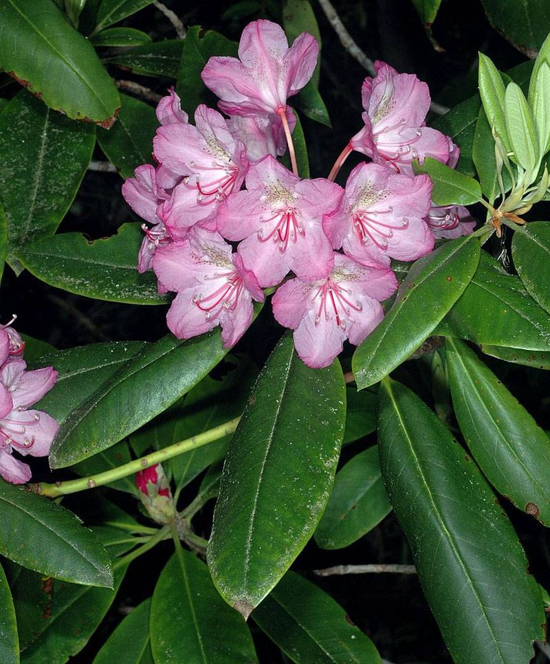 Pacific Rhododendron Adds Evergreen Bulk In Part Shade