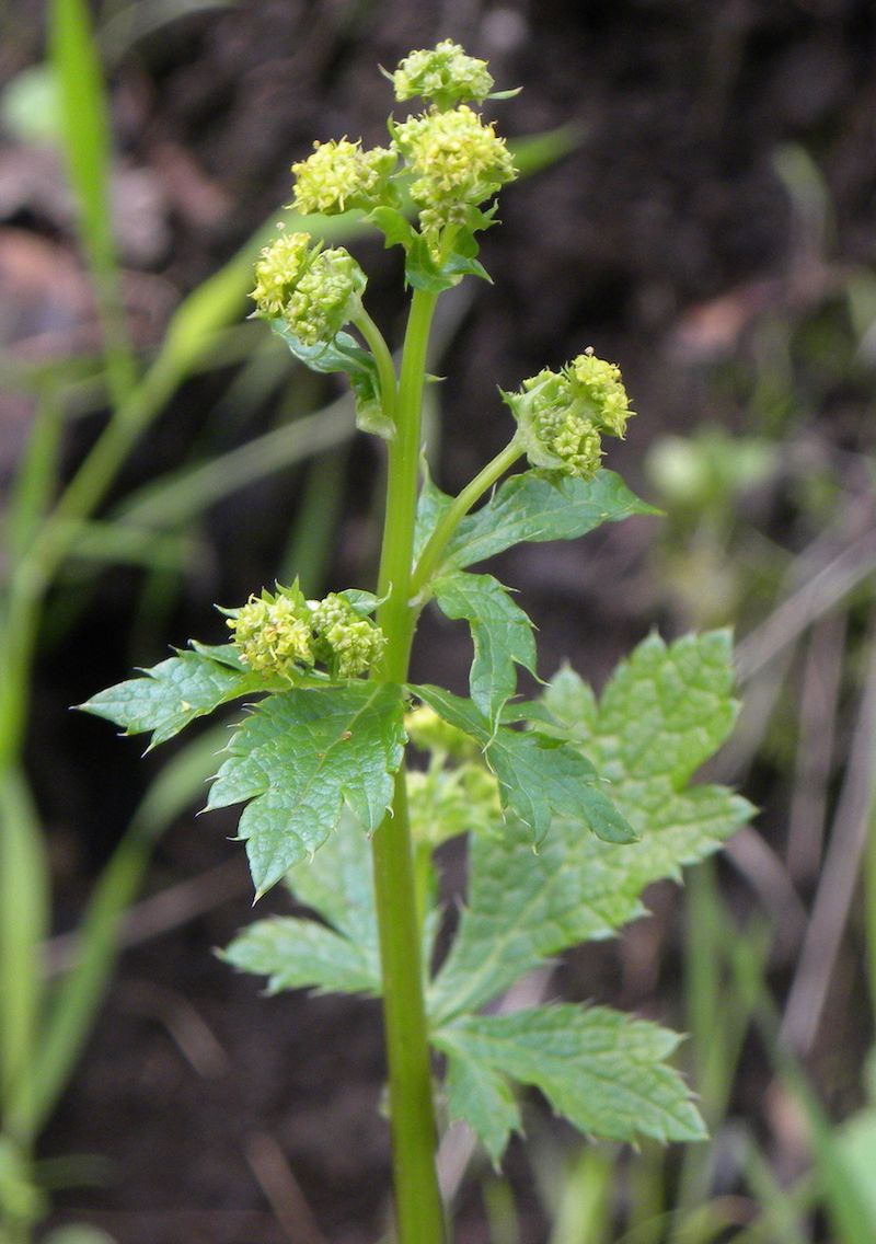 Pacific Sanicle Works Naturally In Oak Woodland Conditions