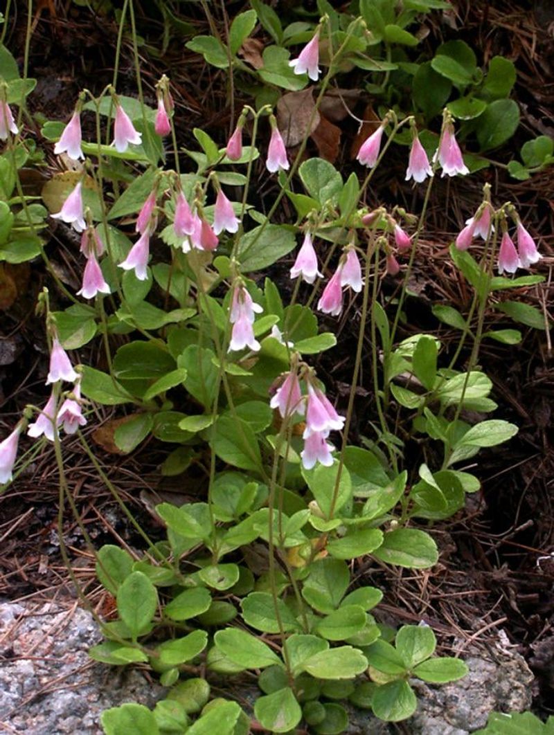Pacific Waterleaf Handles Dappled Shade Well Pacific Waterleaf Handles Dappled Shade Well