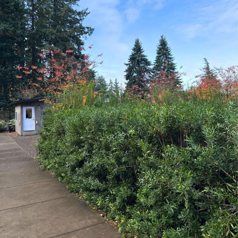 Pacific Wax Myrtle Making A Naturally Dense Screen