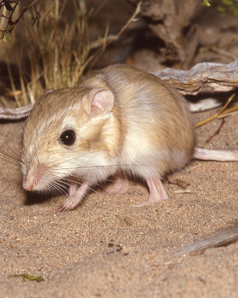 Packrats Build More Than Ordinary Nests Packrats Build More Than Ordinary Nests