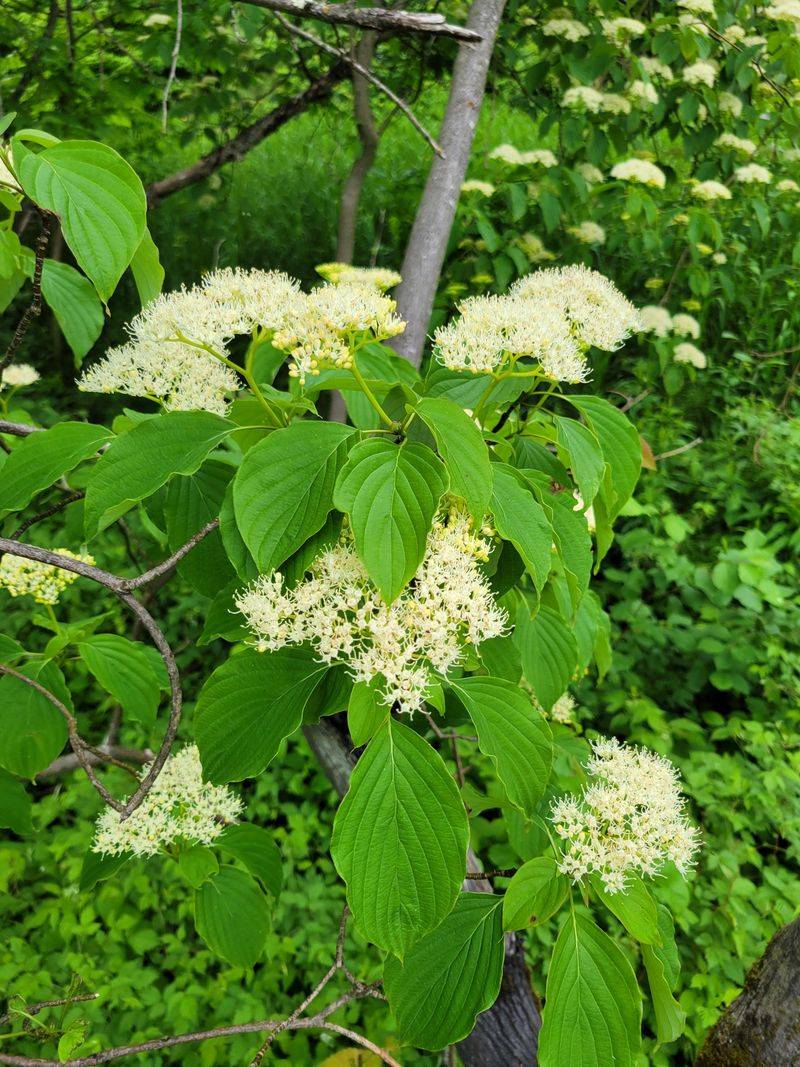 Pagoda Dogwood Stays Compact