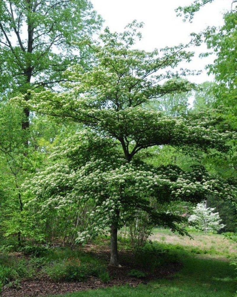 Pagoda Dogwood Pagoda Dogwood
