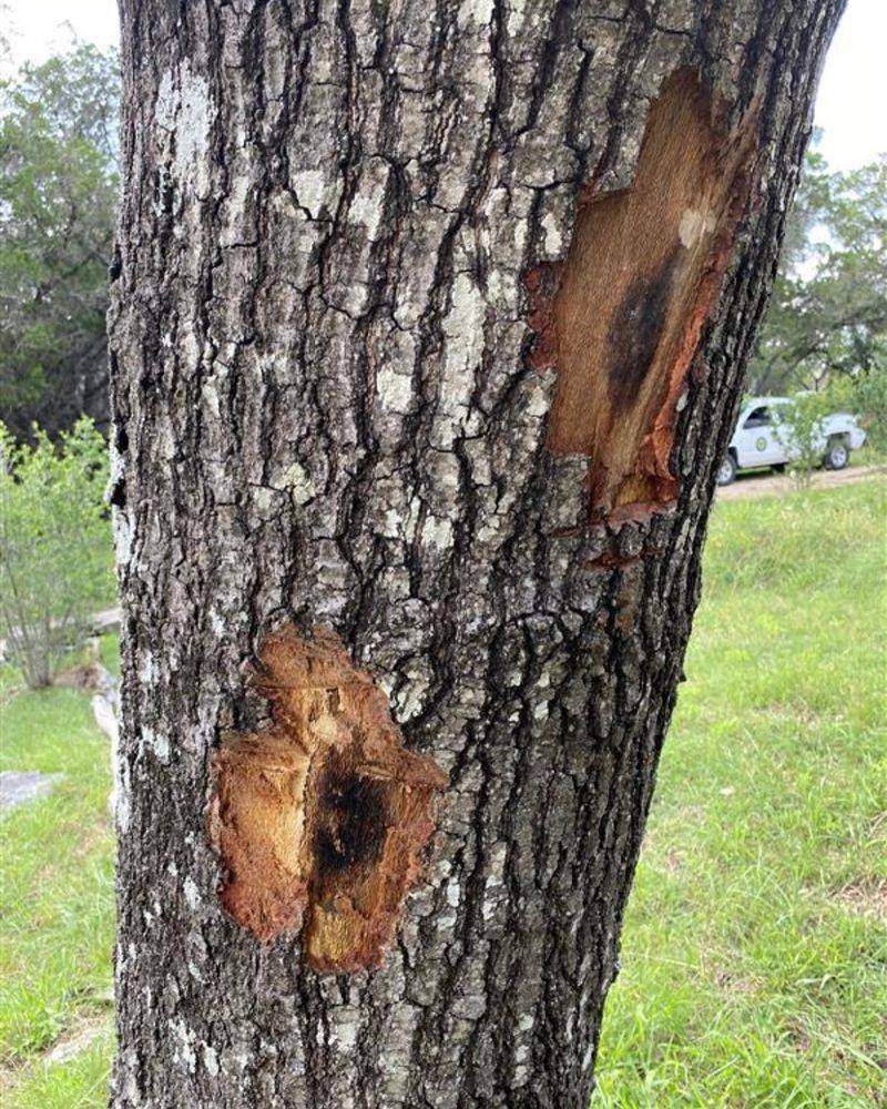 Paint Fresh Oak Wounds Right Away
