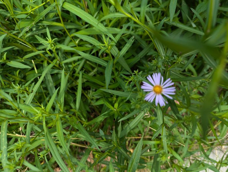 Pair Golden Blooms With Native Asters Pair Golden Blooms With Native Asters