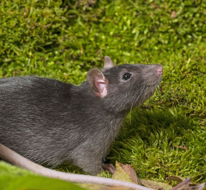 Pair It With Other Rat Prevention Steps Pair It With Other Rat Prevention Steps