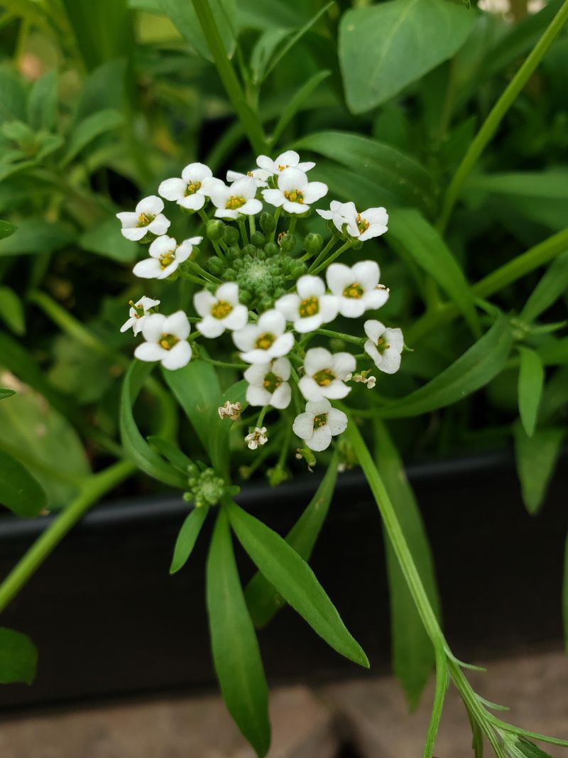 Pair Sweet Alyssum With Regular Whitefly Checks