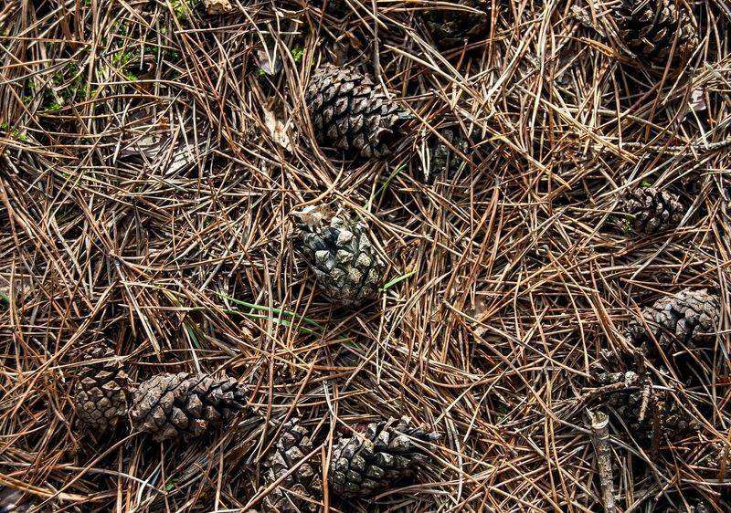 Pair Them With Better Soil Care