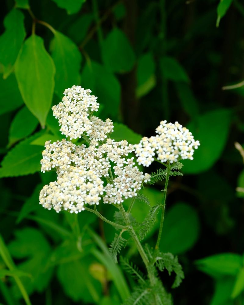 Pair Yarrow With A Diverse Native Planting Pair Yarrow With A Diverse Native Planting