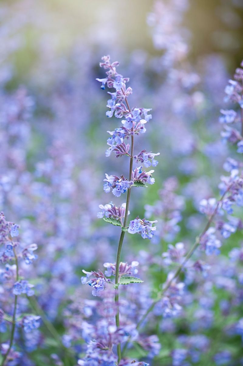 Pairing Catmint With Smarter Mosquito Control Pairing Catmint With Smarter Mosquito Control