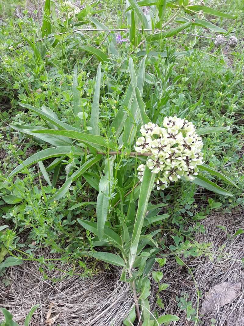 Pairing Gregg's Mistflower With Native Texas Milkweeds Pairing Gregg's Mistflower With Native Texas Milkweeds