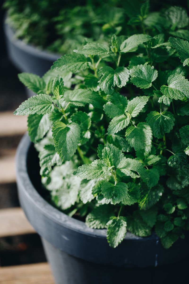 Pairing It With Other Roach Deterrent Plants