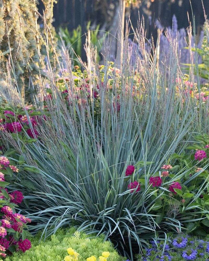 Pairing Little Bluestem With Other Tough Natives Nearby Pairing Little Bluestem With Other Tough Natives Nearby