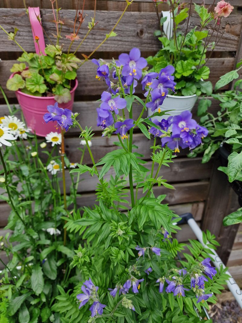 Pairing Scented Plants With Cleaner Hiding Spots Pairing Scented Plants With Cleaner Hiding Spots