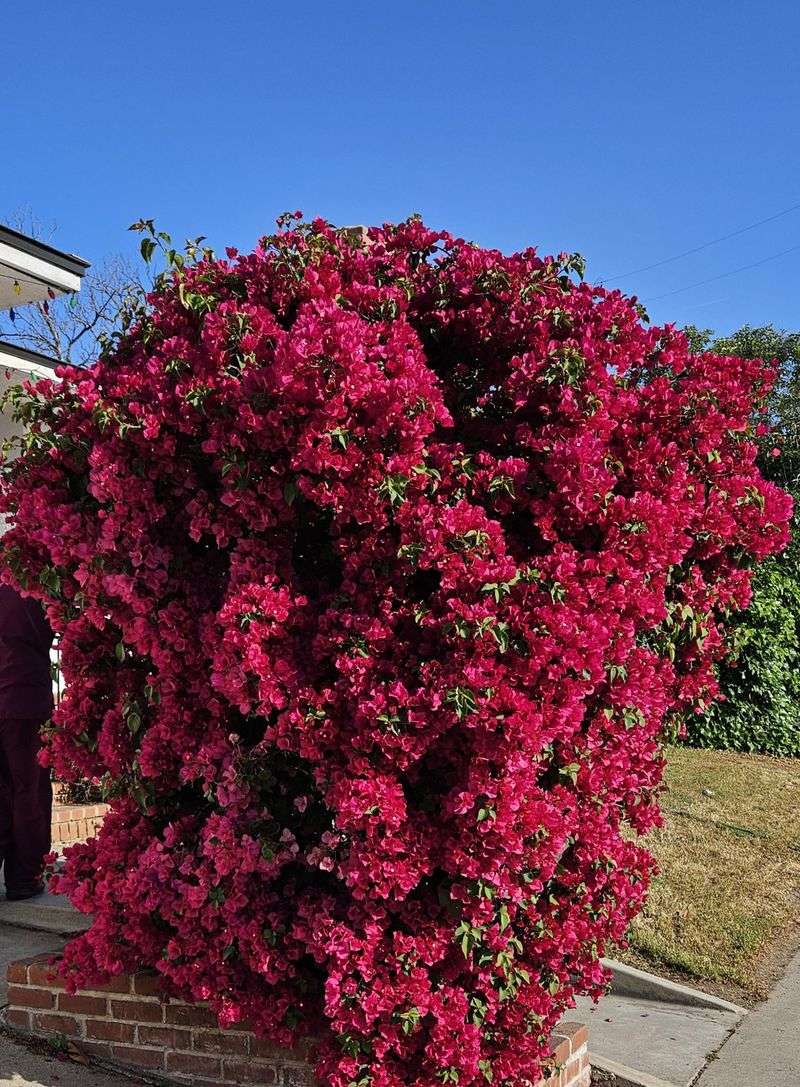 Pairing The Trim With Plenty Of Sunshine