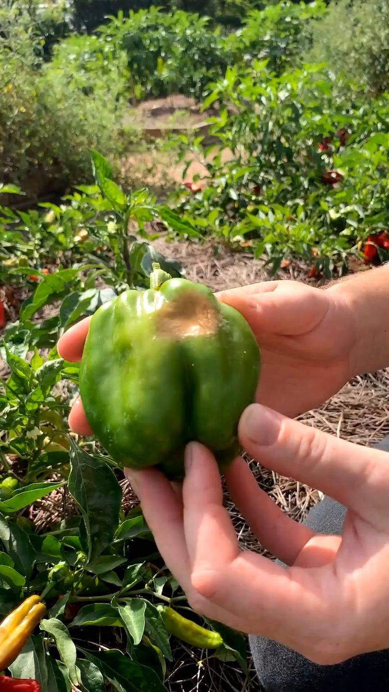 Pale Bleached Patches On Fruit Can Be Sunscald Pale Bleached Patches On Fruit Can Be Sunscald
