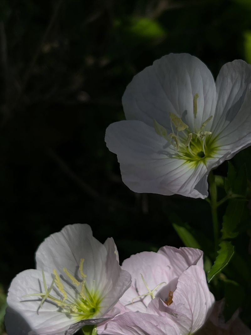 Pale Evening Primrose Adds Fragrance After Sunset Pale Evening Primrose Adds Fragrance After Sunset