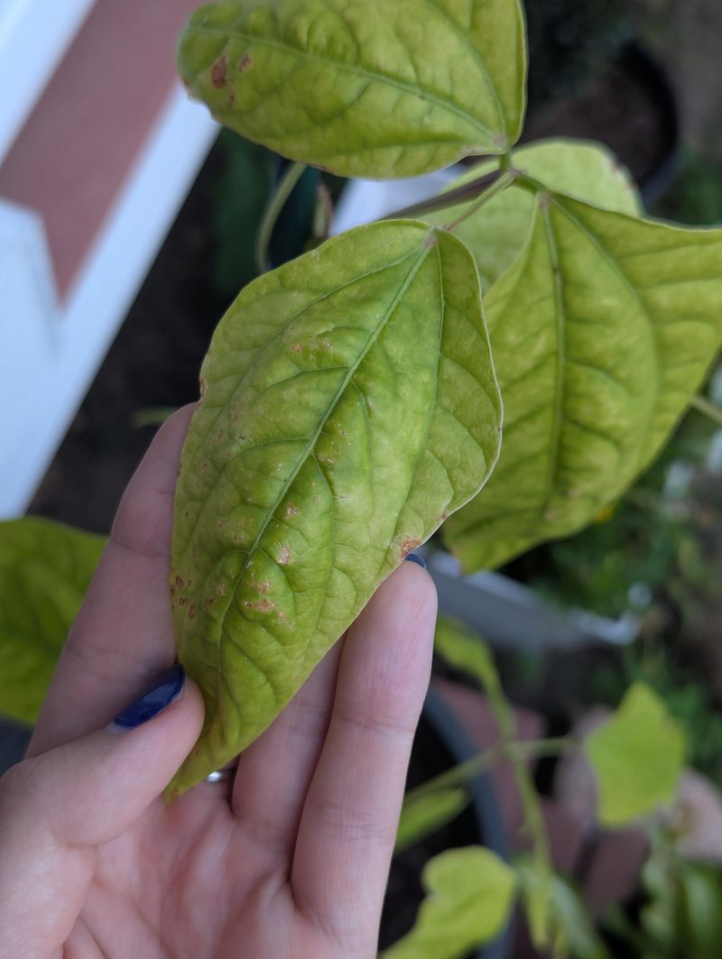 Pale Veins Can Be An Early Warning Pale Veins Can Be An Early Warning