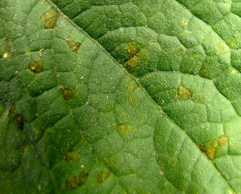 Pale Yellow Spots Appear On Upper Leaves