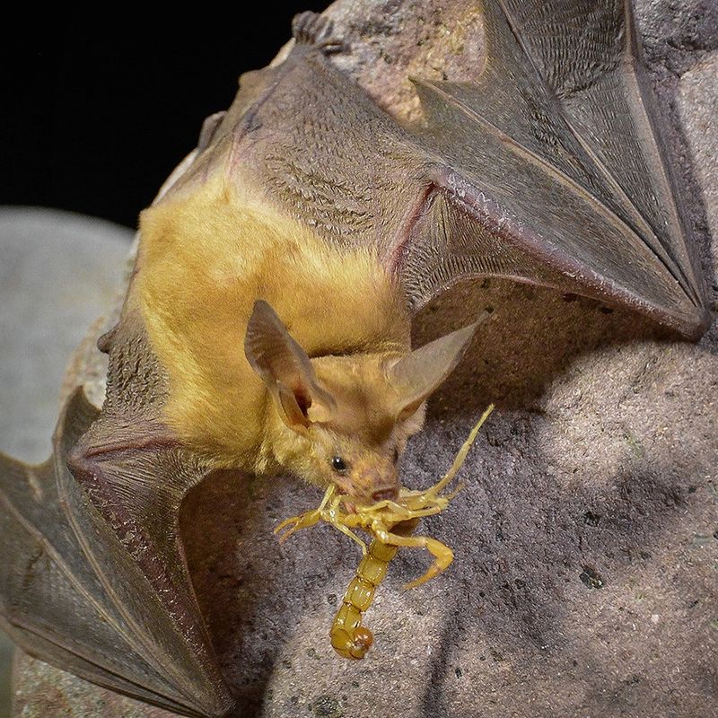 Pallid Bats Can Eat Scorpions Around Desert Yards
