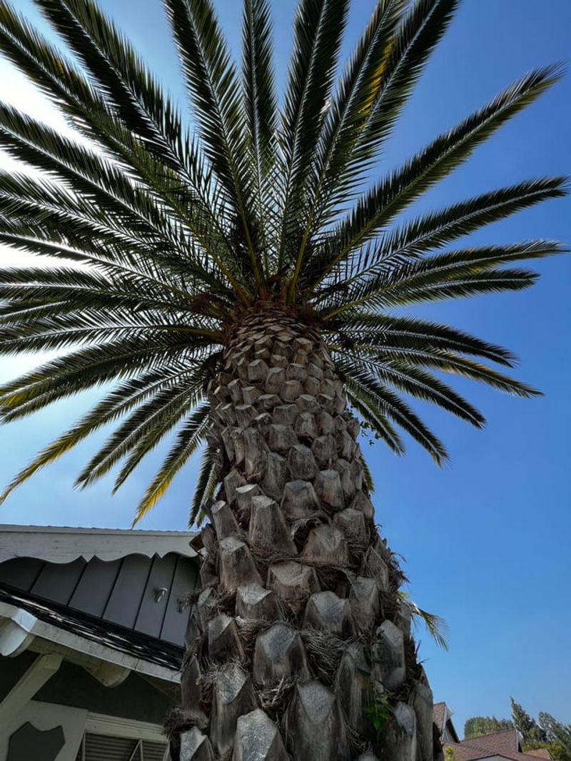 Palm Crowns Giving Roof Rats A Perfect Hideout Palm Crowns Giving Roof Rats A Perfect Hideout