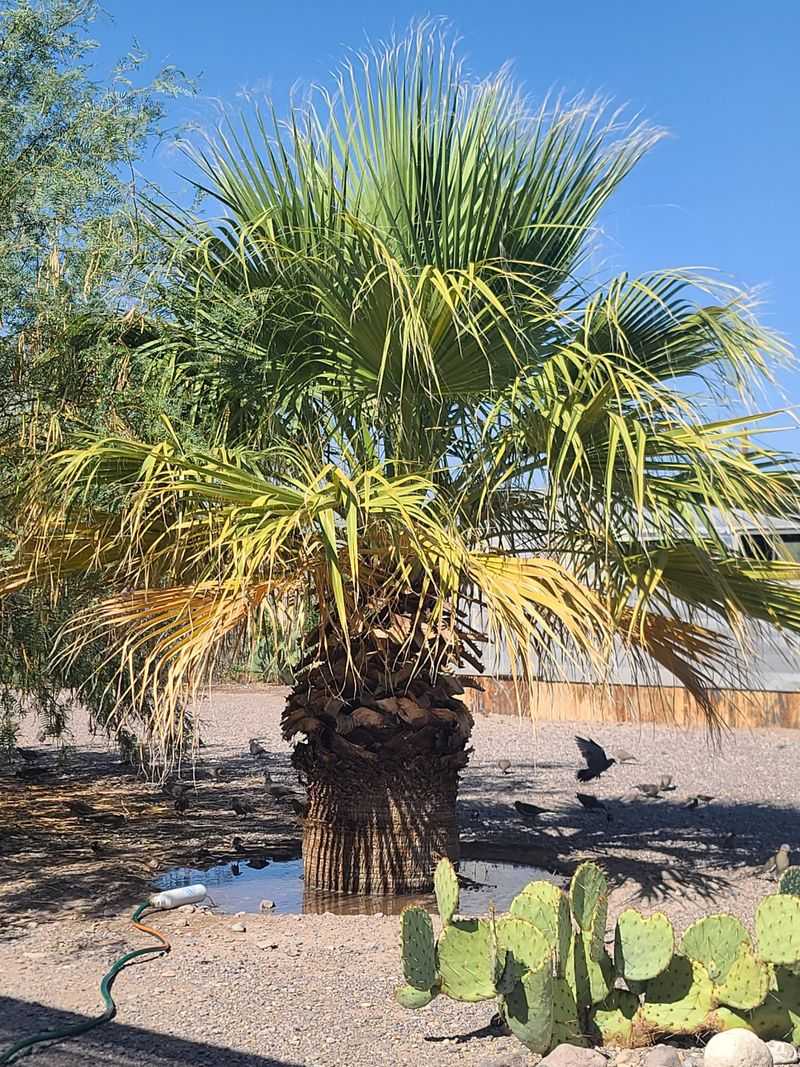 Palm Skirts Offer Layers Of Ready-Made Crevices Palm Skirts Offer Layers Of Ready-Made Crevices