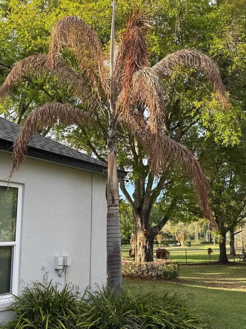 Palm Trees Holding Dry Fronds Way Too Long Palm Trees Holding Dry Fronds Way Too Long
