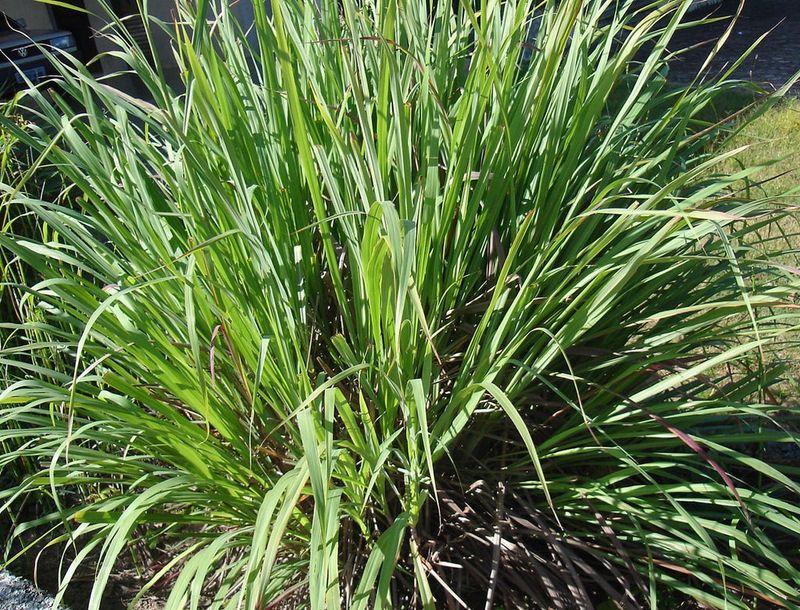 Palmarosa Brings A Tropical Grass With Lab-Tested Repellency