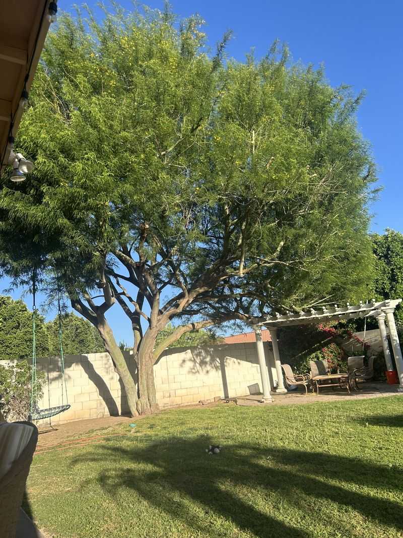 Palo Verde Shrugs Off Hot Dry Summers