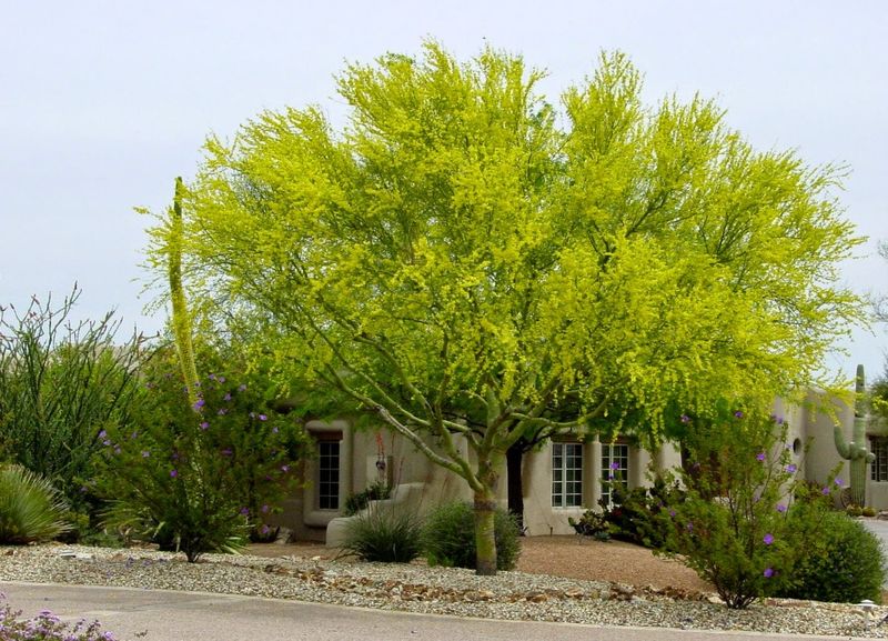Palo Verde Trees As Iconic Native Shade Trees Of Arizona Landscapes Palo Verde Trees As Iconic Native Shade Trees Of Arizona Landscapes
