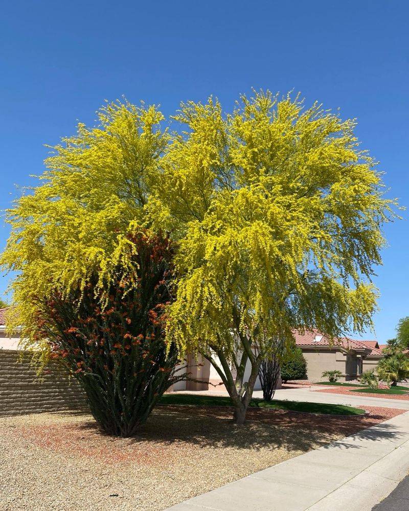 Palo Verde Palo Verde