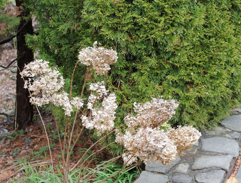 Panicle And Smooth Types Follow Different Rules