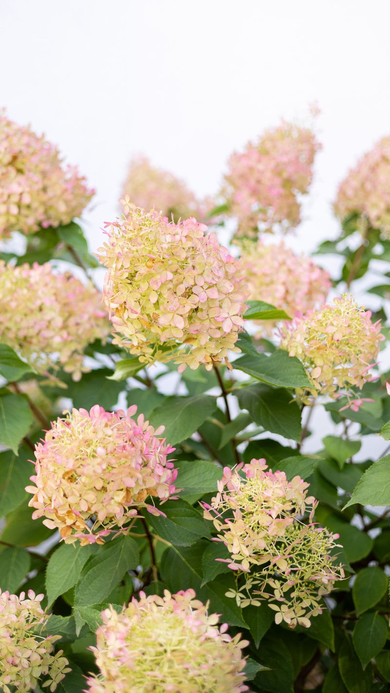 Panicle Hydrangea Panicle Hydrangea