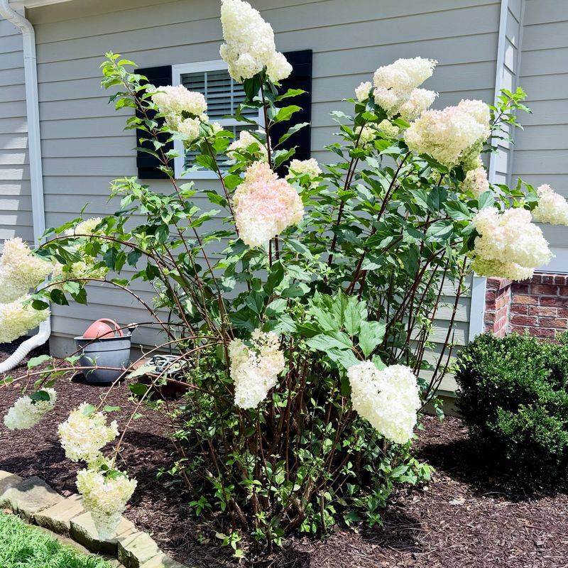 Panicle Hydrangeas Can Wait Until Late Winter