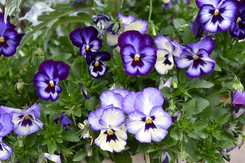 Pansies Pansies