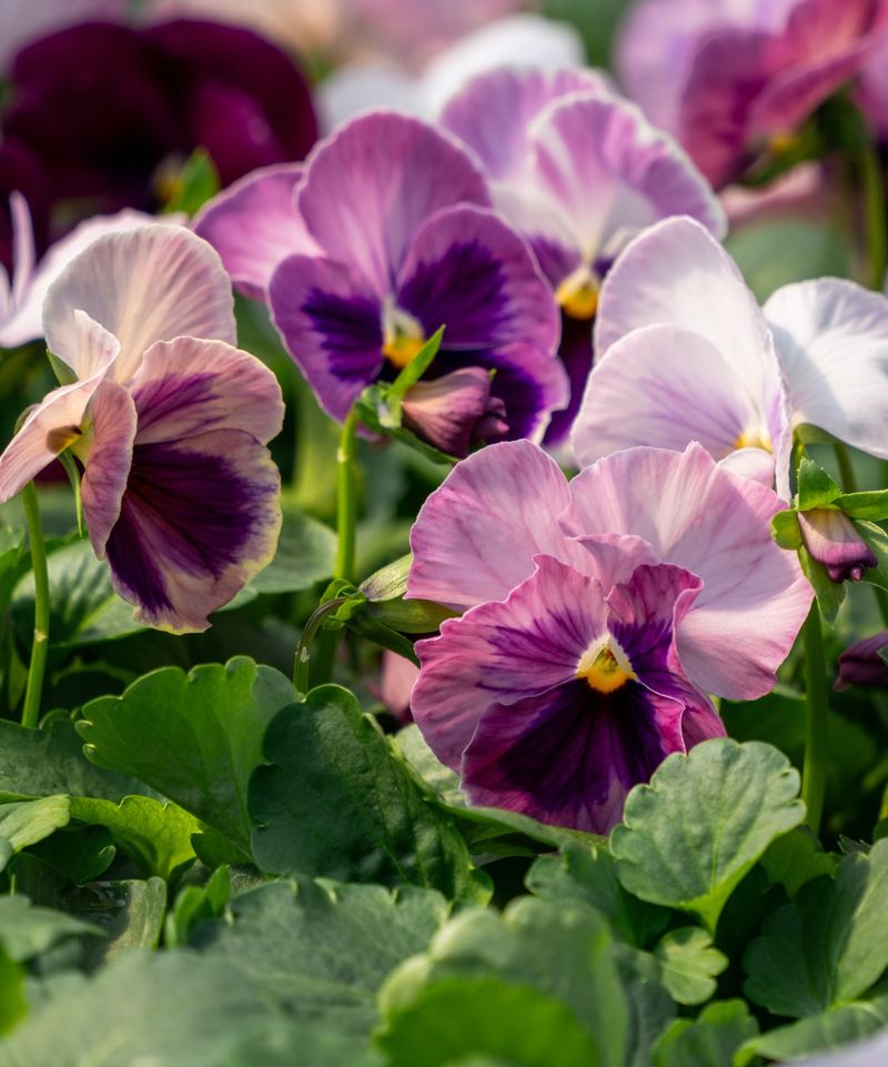 Pansies Pansies