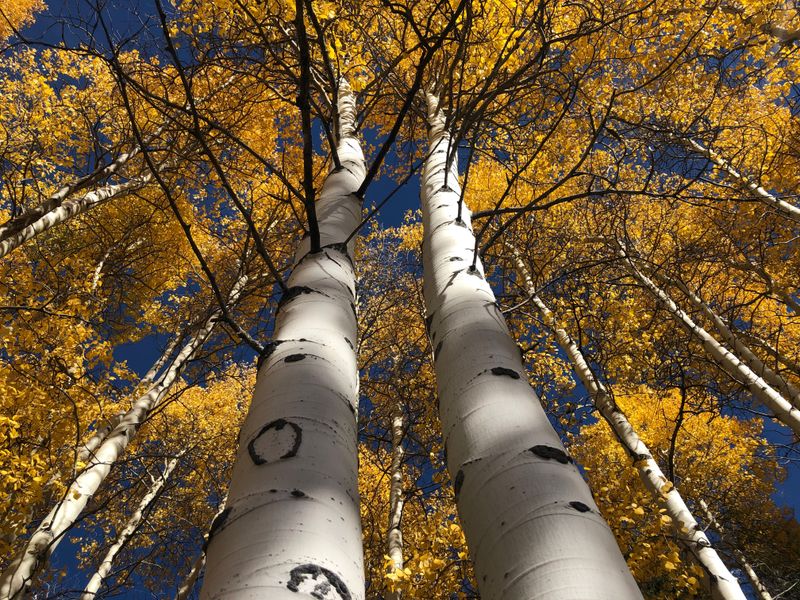 Paper Birch Is A Native Massachusetts Staple Paper Birch Is A Native Massachusetts Staple