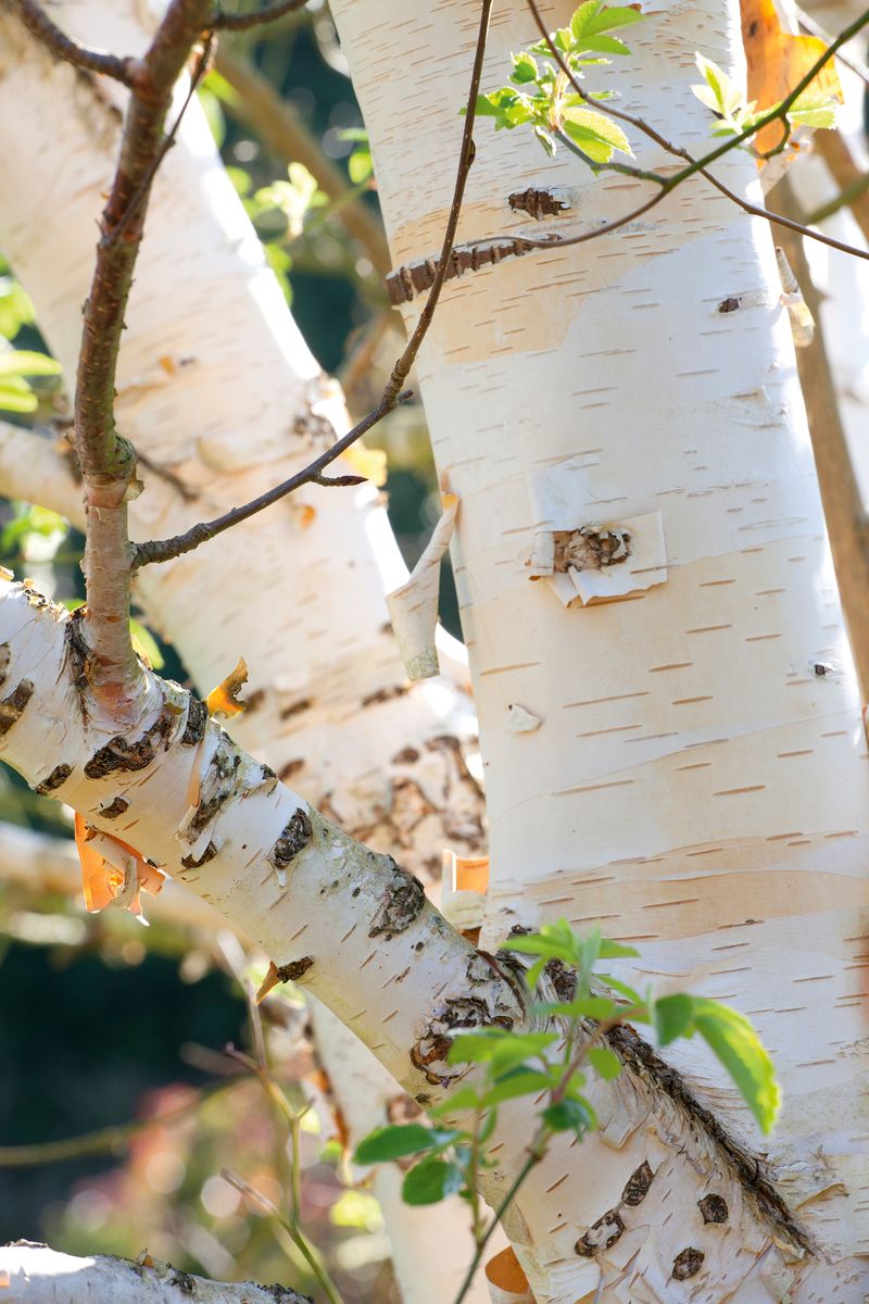 Paper Birch