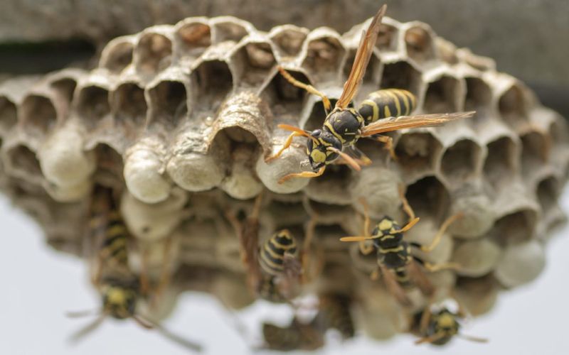 Paper Wasp Nests Hiding Under The Eaves
