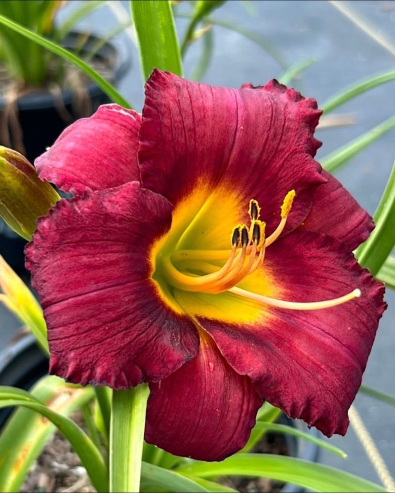Pardon Me Daylily Saves Its Color For Evening Pardon Me Daylily Saves Its Color For Evening
