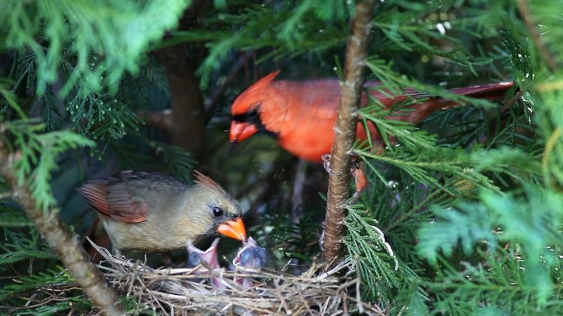 Parents May Still Be Guiding Juveniles Around The Yard