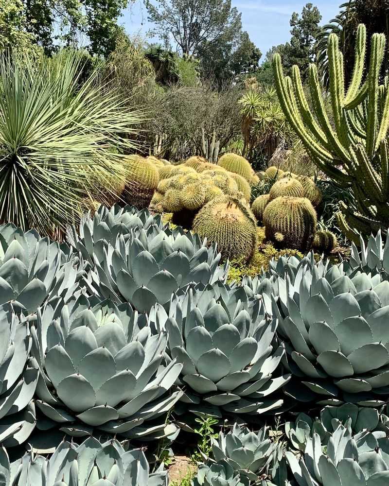Parry's Agave Stays Striking With Very Little Summer Fuss