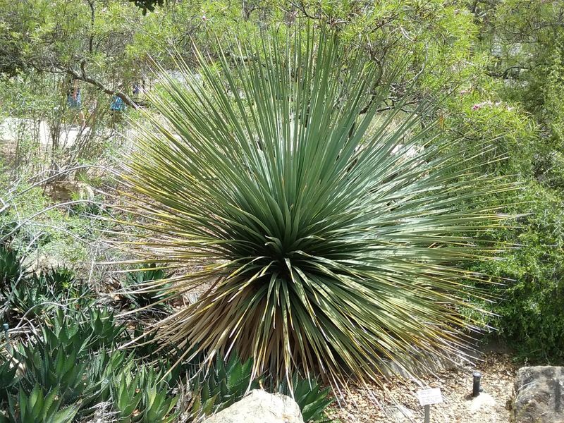 Parry's Nolina Adds A Grassy Look Without Heavy Watering Parry's Nolina Adds A Grassy Look Without Heavy Watering