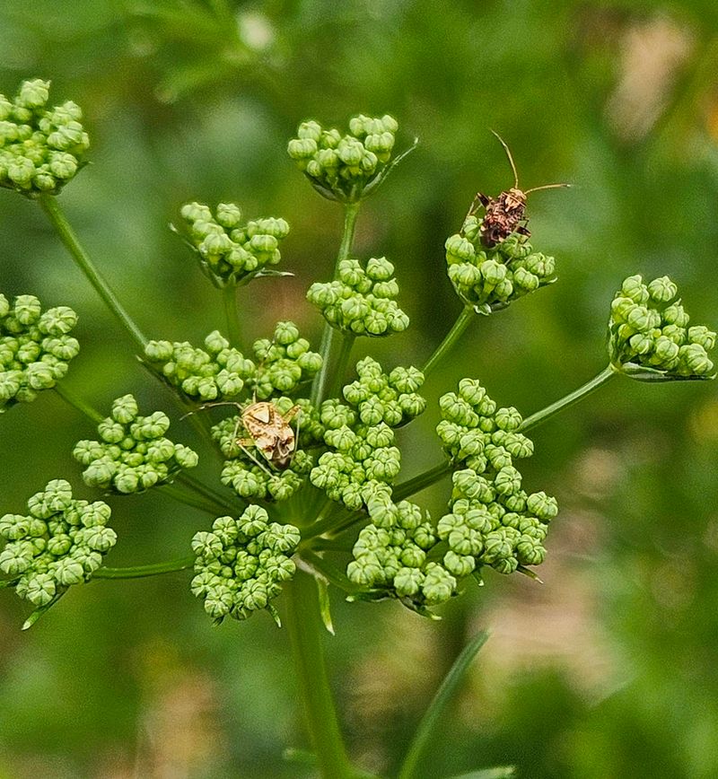 Parsley Pays Off After Harvest Ends Parsley Pays Off After Harvest Ends