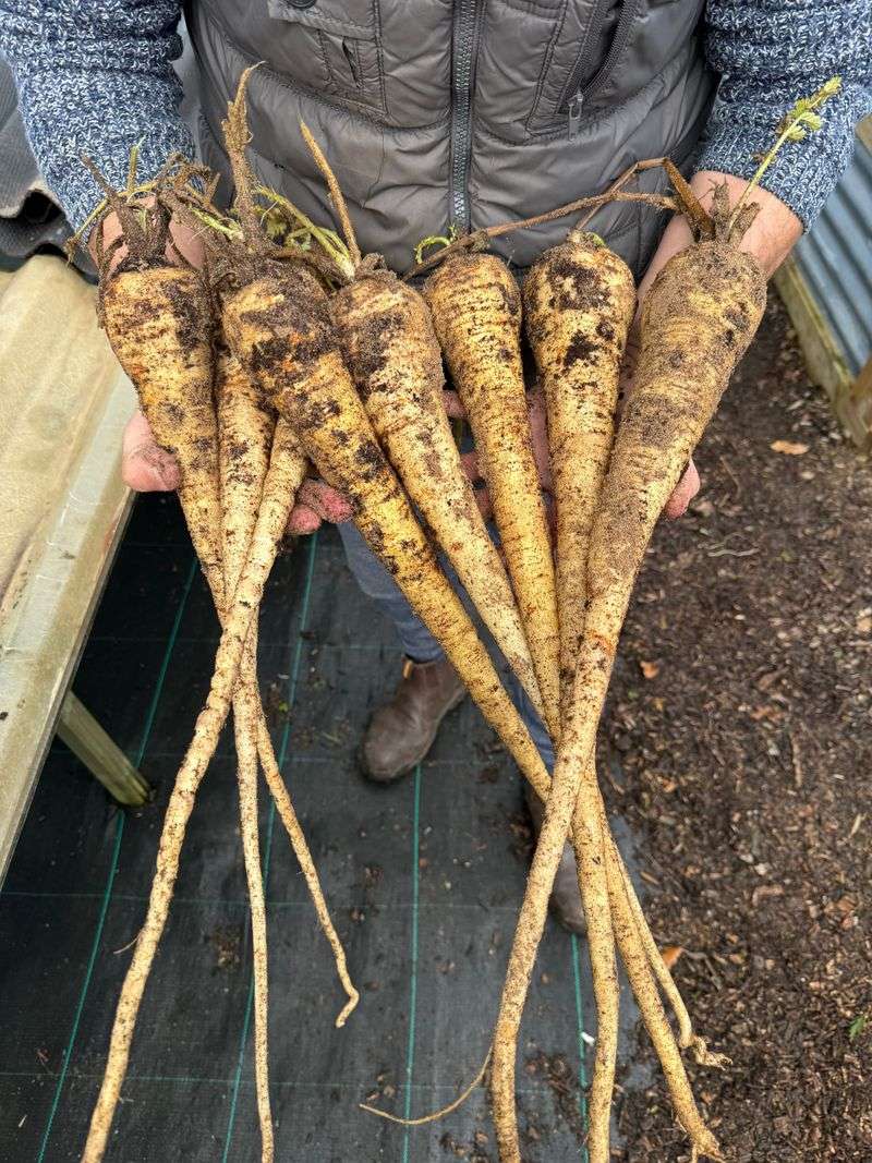 Parsnips Develop Better Flavor After Frost