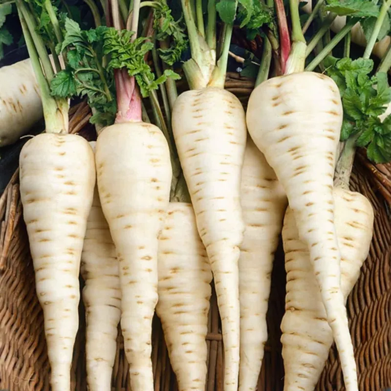 Parsnips Improve After The Chill Arrives Parsnips Improve After The Chill Arrives