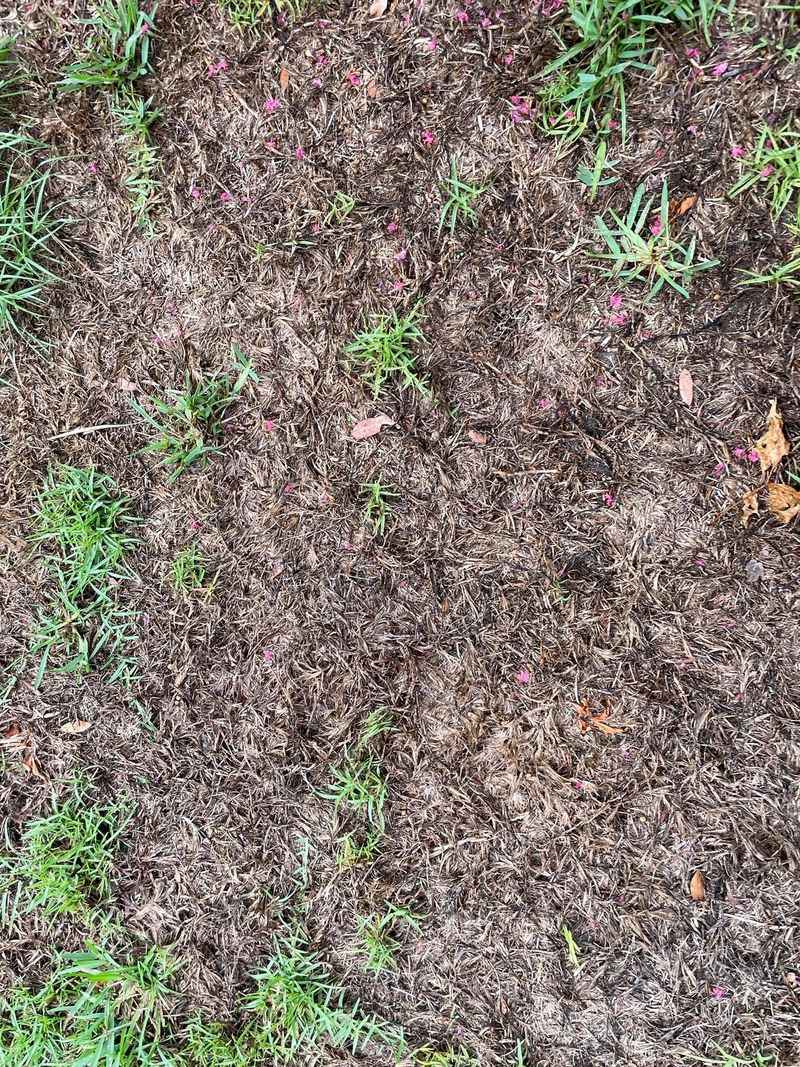 Part The Turf At Patch Margins