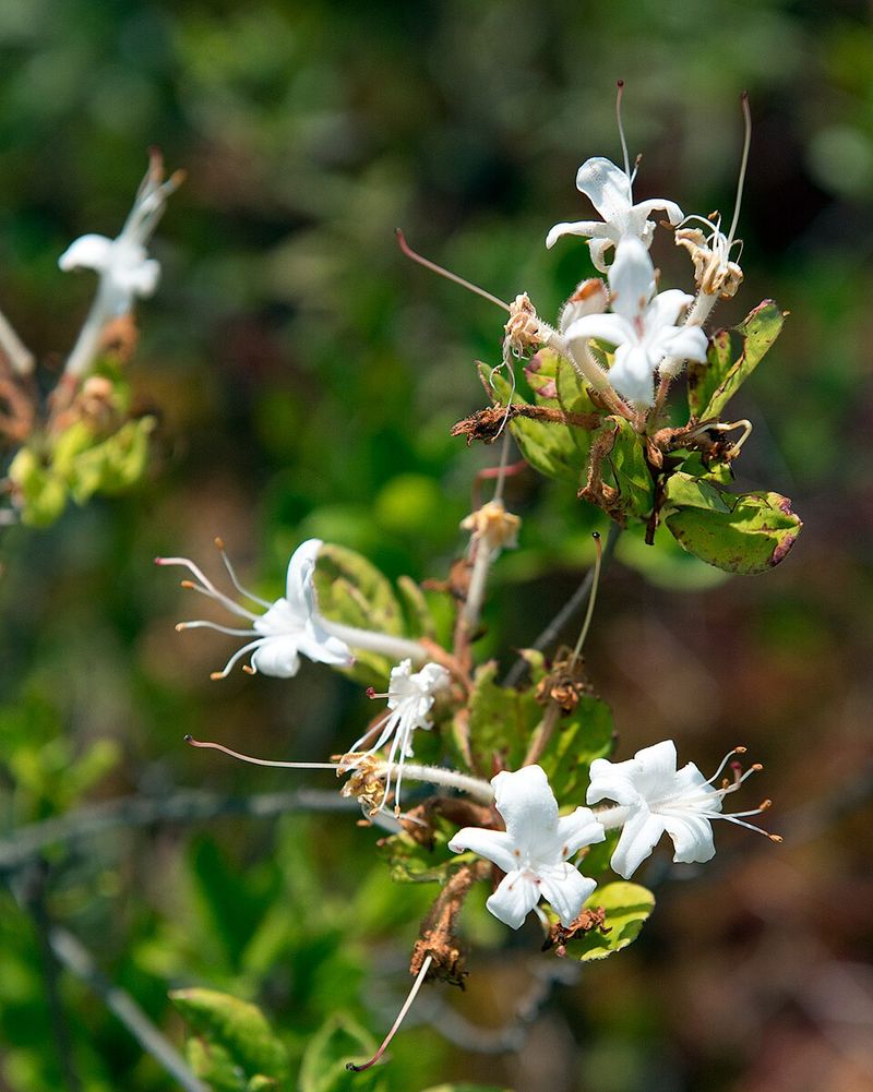 Partial Shade Can Help Swamp Azalea Thrive Partial Shade Can Help Swamp Azalea Thrive