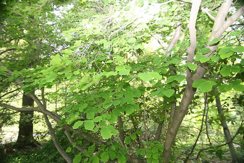 Partial Shade Matches Its Woodland Growing Habit
