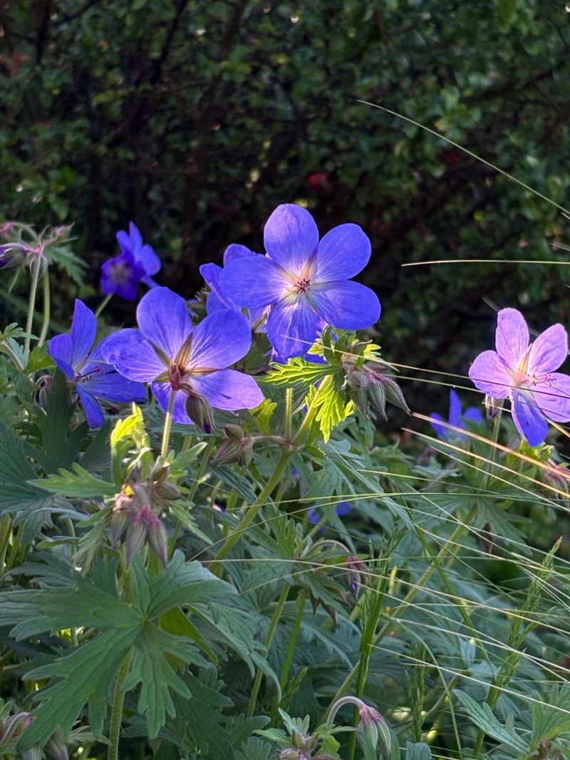Partial Shade Suits It Beautifully
